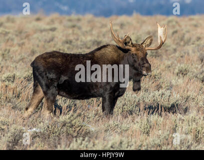 Bull Moose debout dans l'armoise et grass meadow en automne Banque D'Images