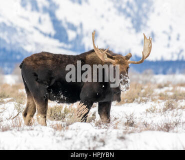 Bull Moose et permanent à la caméra à l'armoise en prairie avec Teton Mountains en arrière-plan