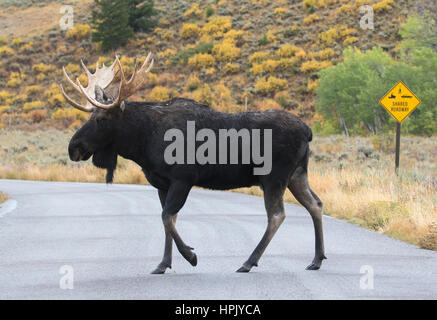 Bull Moose crossing route ou autoroute Banque D'Images