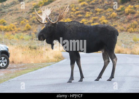 Bull Moose crossing route ou autoroute Banque D'Images