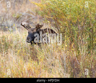 Jeune orignal mâle se cachant dans les saules provenant d'anciens bull moose pendant le rut Banque D'Images