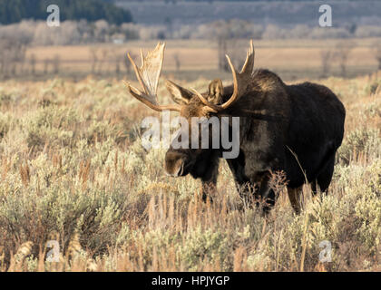 Bull Moose standing in meadow armoise en automne Banque D'Images