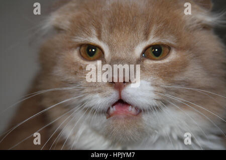 Regarder assez grave Scottish Fold peach chat avec une bouche ouverte à l'appareil photo Banque D'Images