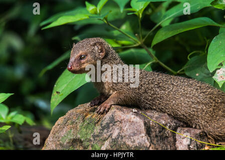 Les mangoustes gris indien Banque D'Images