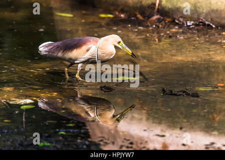 Indian Pond Heron en plumage nuptial Banque D'Images