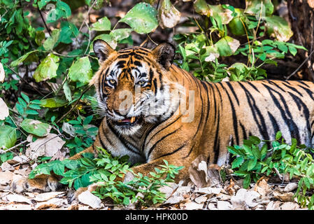 Expression drole par Royal tigre du Bengale nommé Ustaad Banque D'Images