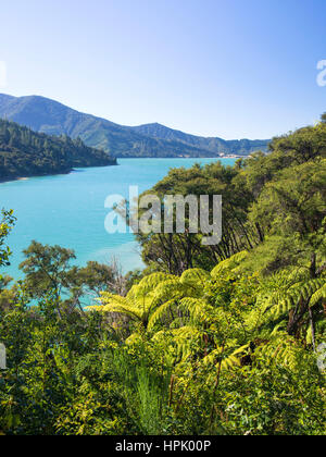 Te Mahia, Marlborough, Nouvelle-Zélande. Vue sur les eaux turquoises de Kenepuru Sound à partir de la colline boisée, fougères arborescentes en premier plan. Banque D'Images