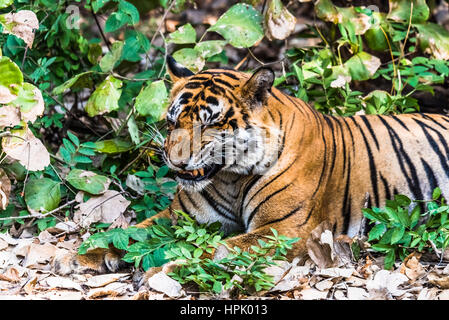Expression drole par Royal tigre du Bengale nommé Ustaad Banque D'Images