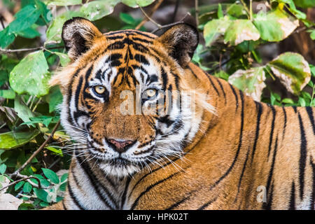 Rencontre proche avec Royal tigre du Bengale nommé Ustaad Banque D'Images