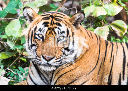 Rencontre proche avec Royal tigre du Bengale nommé Ustaad Banque D'Images