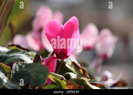 Beau cyclamen rouge en arrière-plan avec palmier Banque D'Images