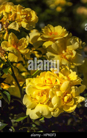 Fleurs dans le jardin botanique de Melbourne. Banque D'Images