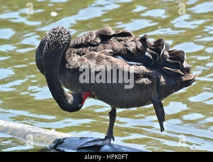 Black Swan dans les jardins botaniques de Melbourne. Banque D'Images