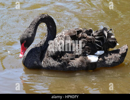 Black Swan dans les jardins botaniques de Melbourne. Banque D'Images