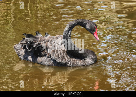 Black Swan dans les jardins botaniques de Melbourne. Banque D'Images