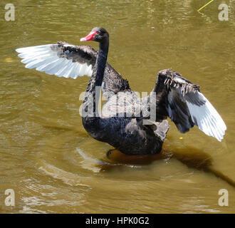 Black Swan dans les jardins botaniques de Melbourne. Banque D'Images