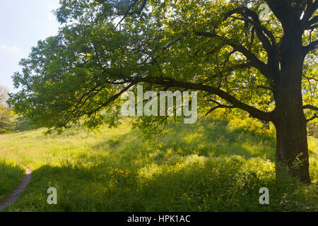 Seul gros arbre de chêne avec des feuilles vertes sur les collines de steppe avec de l'herbe verte, l'île Khortytsia, Zaporozhye, Ukraine Banque D'Images