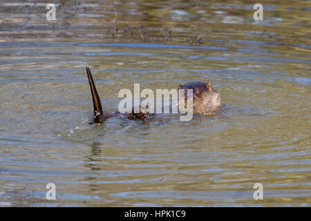 Eurasian loutre (Lutra lutra) jouant dans l'eau d'un Banque D'Images