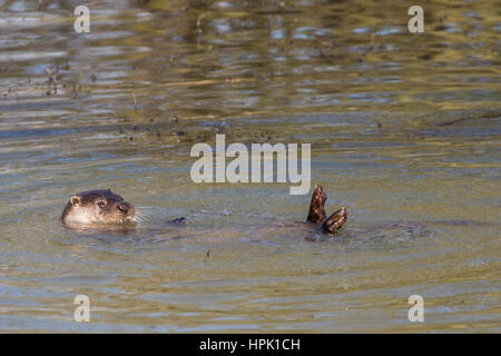 Eurasian loutre (Lutra lutra) jouant dans l'eau d'un Banque D'Images