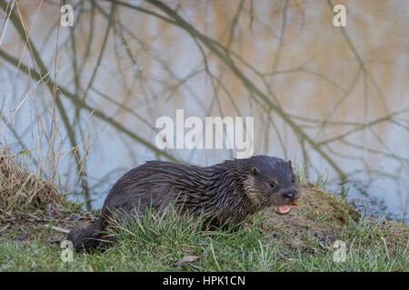 Eurasienne jeune loutre (Lutra lutra) sur une banque Banque D'Images