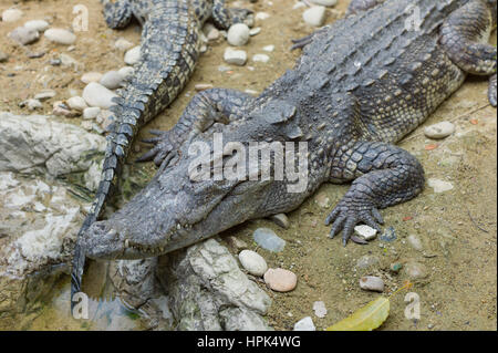 Les crocodiles dormant dans Zoo, Bangkok, Thaïlande Banque D'Images