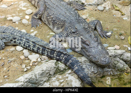 Les crocodiles dormant dans Zoo, Bangkok, Thaïlande Banque D'Images