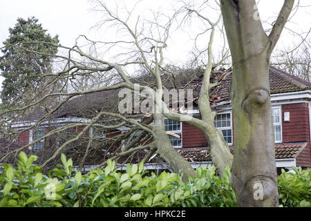 Maidenhead, Royaume-Uni. Feb 23, 2017. Un grand arbre a été ramené sur une maison par Doris Tempête, causant des dégâts considérables. Credit : Mark Kerrison/Alamy Live News Banque D'Images