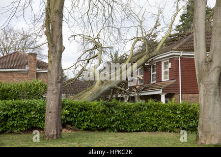 Maidenhead, Royaume-Uni. Feb 23, 2017. Un grand arbre a été ramené sur une maison par Doris Tempête, causant des dégâts considérables. Credit : Mark Kerrison/Alamy Live News Banque D'Images