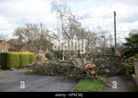 Maidenhead, Royaume-Uni. Feb 23, 2017. Un arbre abattu par la tempête Doris bloque une route. Credit : Mark Kerrison/Alamy Live News Banque D'Images