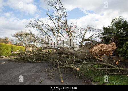 Maidenhead, Royaume-Uni. Feb 23, 2017. Un arbre abattu par la tempête Doris bloque une route. Credit : Mark Kerrison/Alamy Live News Banque D'Images