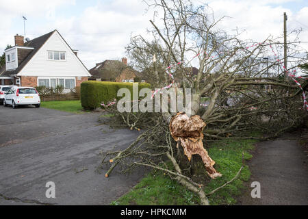 Maidenhead, Royaume-Uni. Feb 23, 2017. Un arbre abattu par la tempête Doris bloque une route. Credit : Mark Kerrison/Alamy Live News Banque D'Images