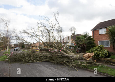 Maidenhead, Royaume-Uni. Feb 23, 2017. Un arbre abattu par la tempête Doris bloque une route. Credit : Mark Kerrison/Alamy Live News Banque D'Images