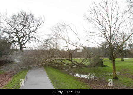 Bramshall Park, à Uttoxeter, UK. Feb 23, 2017. Météo britannique. De grands vents et tempêtes causées par l'Orage Doris causer un grand arbre et les racines d'être bouleversé dans Bramshall Park, à Uttoxeter, Staffordshire. 23/02/17. Crédit : Richard Holmes/Alamy Live News Banque D'Images