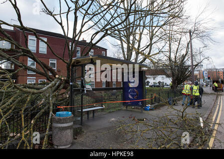 High Wycombe, Royaume-Uni. 23 févr. 2017. Un grand arbre tombe sur un abri bus pendant les doris en pièces haut Wycombe. L'abri-bus a été gravement endommagé. Le trafic a été perturbé sur London Road (A40) alors que l'équipe de travail a autorisé l'arbre et l'abri-bus a été bouclée. Crédit : Peter Manning/Alamy Live News Banque D'Images