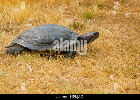 Tortue peinte (Chrysemys picta) à pied à travers les champs au Kings étang, Victoria, BC, Canada Banque D'Images