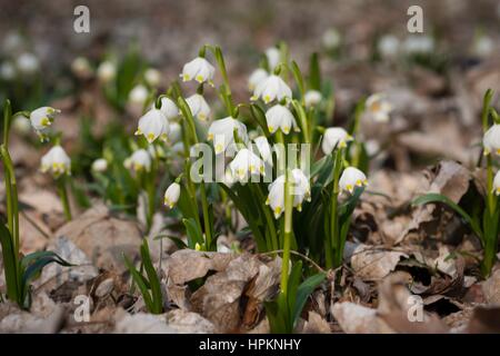 Flocon de neige de printemps pousse à l'état sauvage en Europe centrale et méridionale, à l'exception de la Méditerranée. Banque D'Images