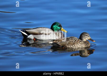 Une paire de canards colverts nager sur un étang. Banque D'Images