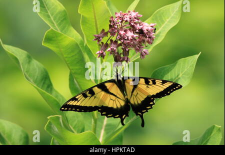 L'est magnifique Tiger Swallow (papillon Papilio glaucus) sur un fond de fleurs d'Asclépiade Banque D'Images