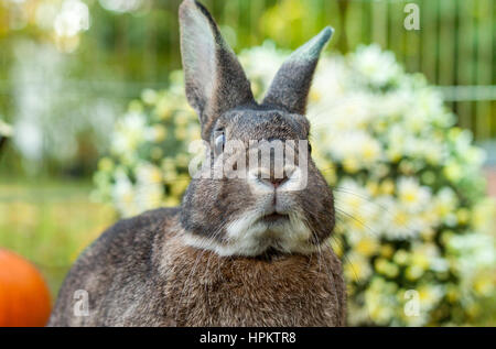 Mignon et adorable petit lapin domestique mélanger avec fourrure gris et brun et blanc posant devant maman automne fleurs, une citrouille et de feuilles. Banque D'Images