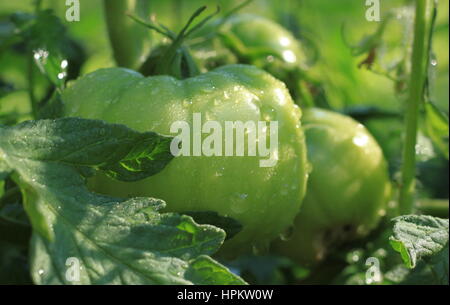 New Jersey fresh tomates Beefsteak croissant sur vigne après la pluie pas encore mûres. Une politique commune (légumes ou fruits) trouvés à ferme. Banque D'Images