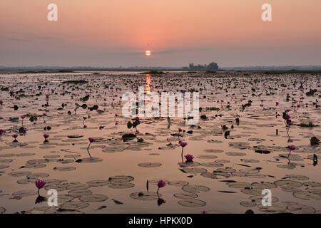 Lever de soleil sur Talay Bua Daeng, le red lotus lake à l'extérieur d'Udon Thani, Thaïlande Banque D'Images