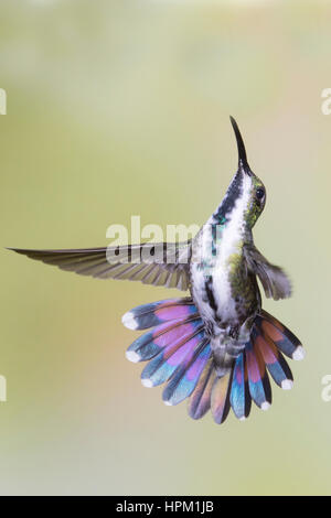 Green-Breasted Hummingbird Mango femme aux commandes (Anthracothorax prevodtii) Costa Rica Banque D'Images