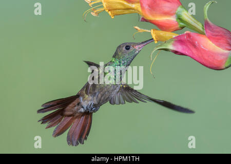 Green-Breasted Hummingbird Mangue fleur mâle sur l'alimentation (Anthracothorax prevodtii) Costa Rica Banque D'Images