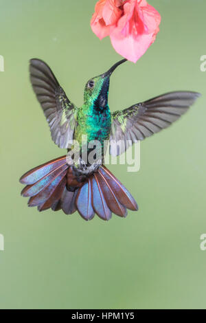 Green-Breasted Hummingbird Mangue fleur mâle sur l'alimentation (Anthracothorax prevodtii) Costa Rica Banque D'Images