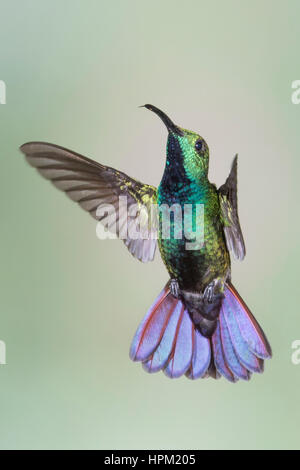 Green-Breasted Mango mâle Hummingbird flying (Anthracothorax prevodtii) Costa Rica Banque D'Images