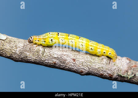 Une chenille (larve) Geometrid Moth (Episemasia solitaria) perche sur une brindille. Banque D'Images