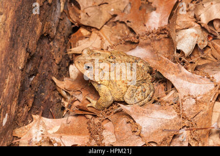 Un Crapaud d'Amérique, Crapaud d'Amérique de la sous-espèce (Anaxyrus americanus americanus), se dresse au milieu de feuilles mortes sur le sol dans un habitat forestier. Banque D'Images