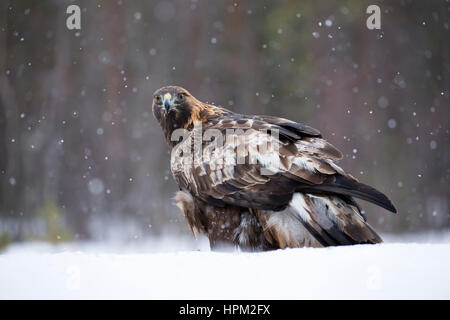 L'Aigle royal (Aquila chrysaetos) dans la neige Banque D'Images