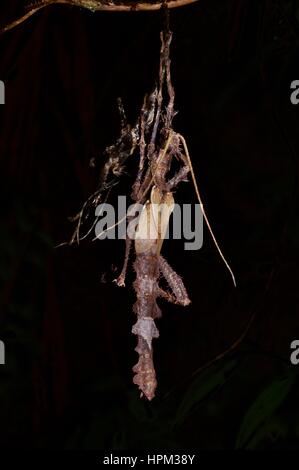 Un mâle en mue v (Heteropteryx dilatata) avec sa peau hangar dans la forêt tropicale à Fraser's Hill, Selangor, Malaisie Banque D'Images