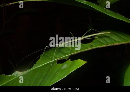 Une fine phasme vert (Acacus sapuani) sur une feuille dans la forêt tropicale dans le Parc National Summit Pinehurst Golf & Country Club, Sarawak, l'Est de la Malaisie, Bornéo Banque D'Images